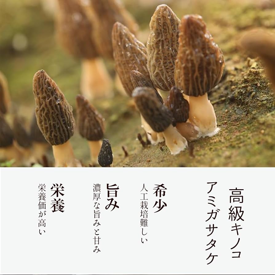 ドライモリーユ 乾燥アミガサタケ アミガサ茸 キノコ250g Amazon.co.jp: 乾燥 モリーユ茸 25g ヒマラヤ産 アミガサタケ